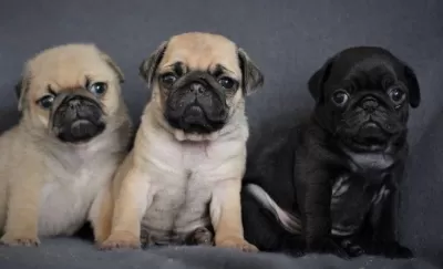 İrk Ve Sağlık Garantili Pug Yavrular Tacedpet