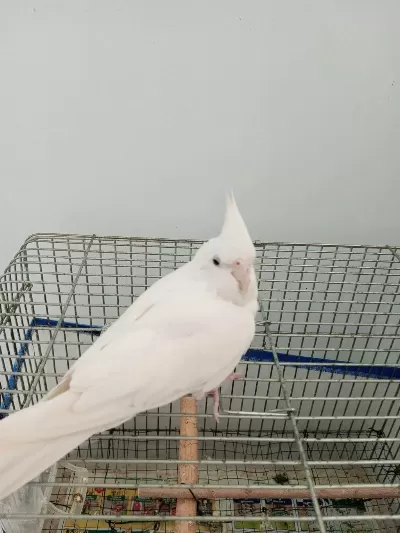 Saf Kan Kırmızı Göz Albino Sultan Papağanı