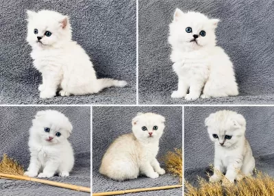 Scottish Fold Silver Bebekler