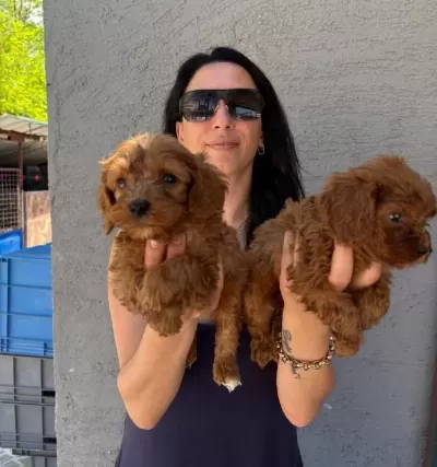 Maltipoo Yavrularım Saglık Ve Irk Garantilidir