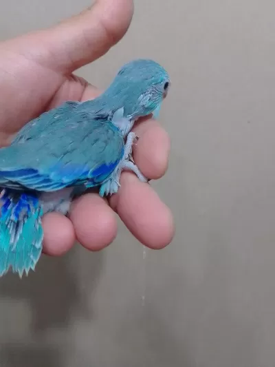 Erkek Bebek Forpus Cep Papağanı