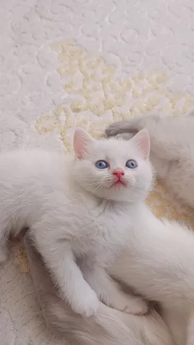 Tek Kalan Yavru British Shorthair