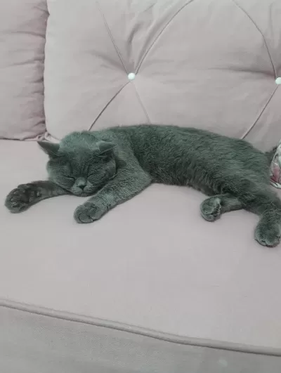 British Shorthair İçin Acil Yuva Arıyoruz