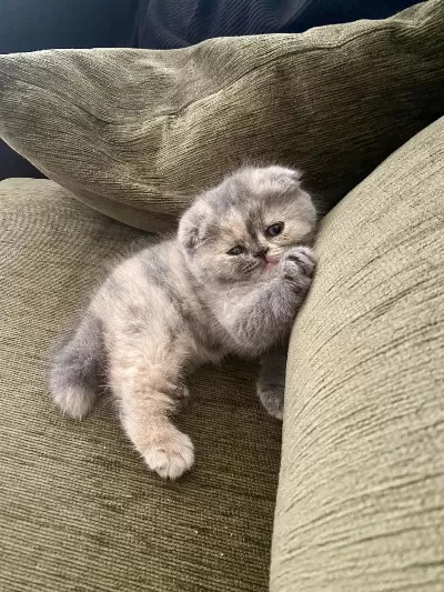 Bebek Surat Dişi Scottish Fold