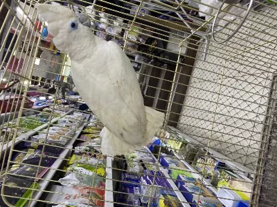 Gerçek Kakadu Yavrulari (el Besleme)