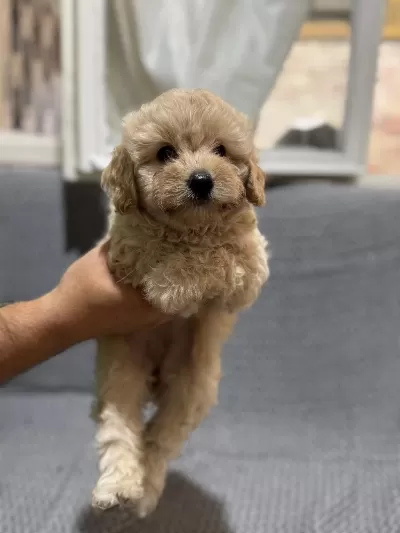 Harika Maltipoo Puppy