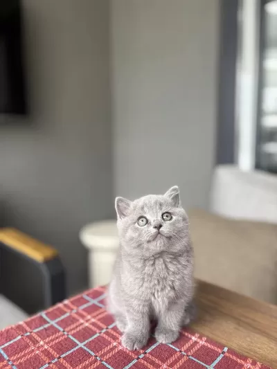İrk Ve Sağlik Garantili British Shorthair Yavrular