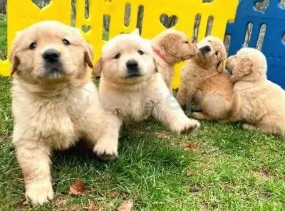 Ruhsatlı İşletmeden Taksit Avantajıyla Golden Retriever