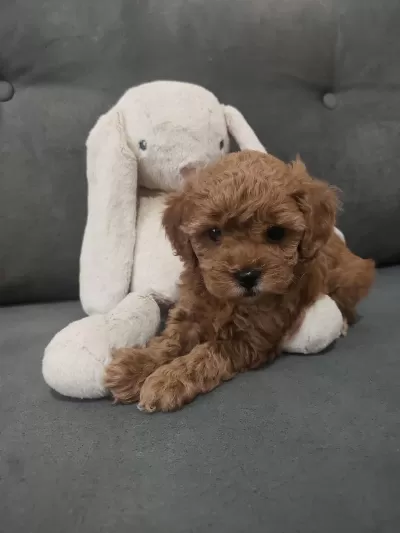 Dişi Toy Poodle 2 Aylik