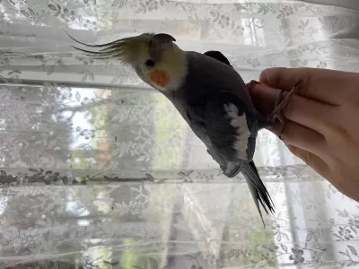 Erkek Sultan Papağanı Konuşan İsteyene Video Atılır