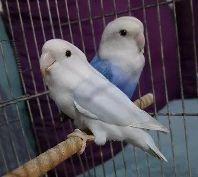 Kızgınlık Yumurtası Atan Dişi Papağanlar