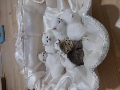 Bal Kediler Rezerveye Açilmiştir