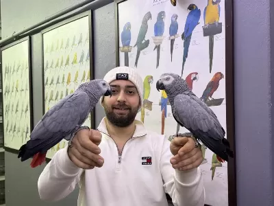 200 Kelime Konuşan Full Eğitimli Jako Papağani