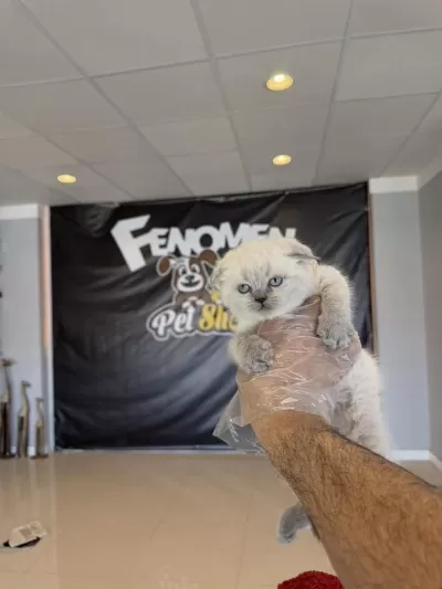 Top Kafa Scottish Fold Yavrulari Fenomen Pet Shop
