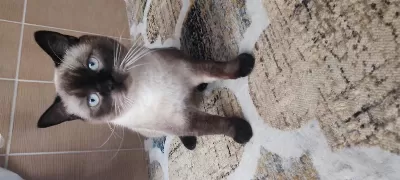1 Yaşında Uyumlu İnsan Canlısı Siyam Kedisi