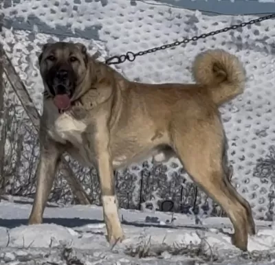 Yavru Ve Yetişkin Üst Seviye Kangal Köpekler