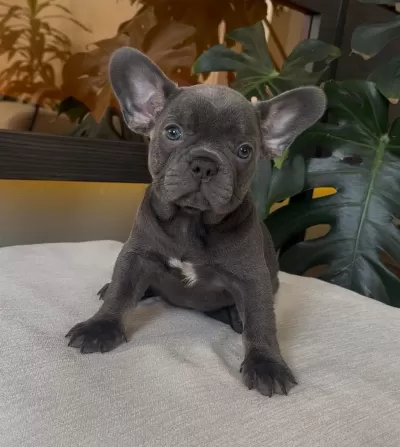 Rengarenk French Bulldog Yavrularim Egzotik