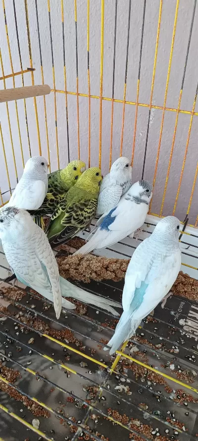Yeni Yeme Düşmüş Yavrular Ve Yetişkin Muhabbet Kuşu Takımlar