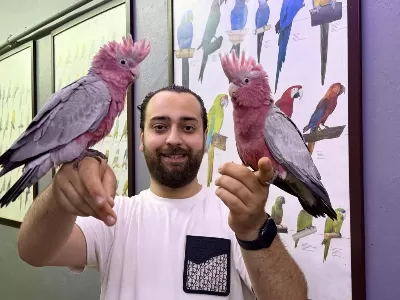 Bebek El Besleme Belgeli Gül Kakadu Papağanimiz