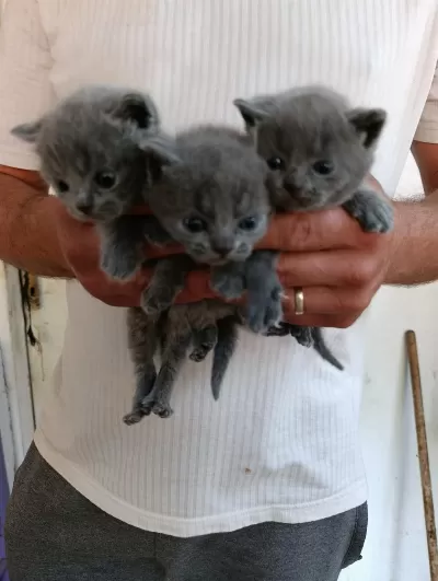 British Shorthair Bebeklerimiz