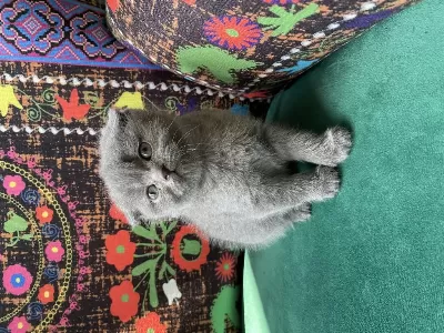 Gri Kırık Kulak Yavru Scottish Fold