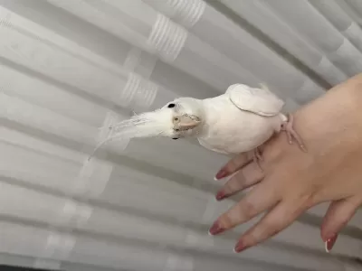Albino Sultan Papağını