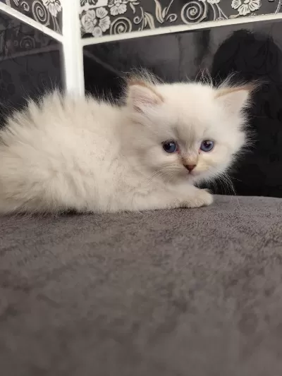 Safkan British Longhair