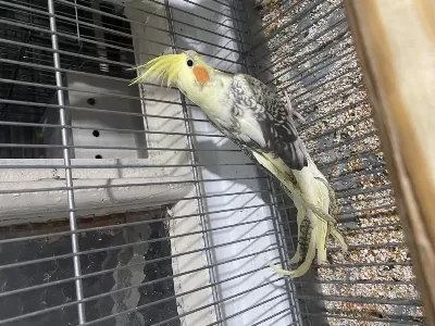 Yavru Sultan Papağanı Erkek