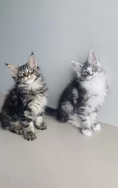 Değerini Bilene Özel Xxl Maine Coon Bebekleirm