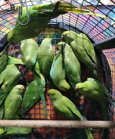 Kapalı Bilezik Pakistan Papağanlarımız