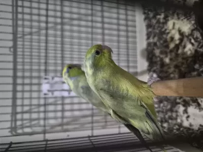 Yavrudan Büyütme Takım Forpus