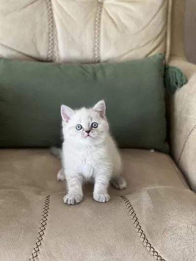 Teslime Hazır Safkan Bebeğim