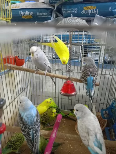Sağlıklı Muhabbet Kuşlar