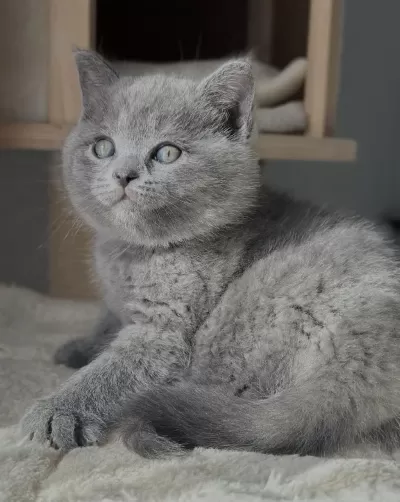 British Shorthair Gri Yavrularim