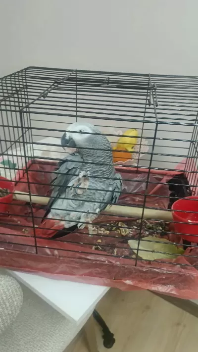 3 Yaşında Dişi Jako Papağanı
