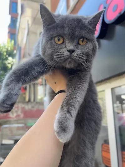British Shorthair Dişi 4 Aylık Mamaya Sahiplendirilecek