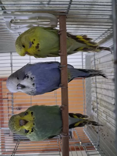 Yavru Show Jumbo Muhabbet Kuşları