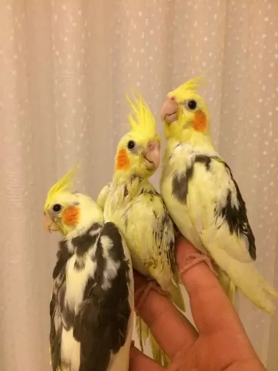 2026 Yeni Yeme Düşen Yavru Bebek Full Evcil Papağanlar