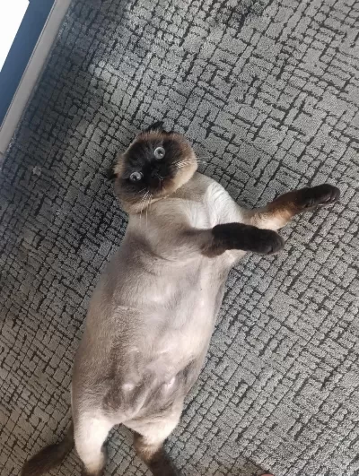 Scottish Fold Maviş İçin Yeni Ev