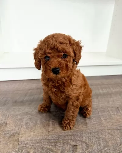 Toy Poodle Tadında Maltipoo Yavrumuz