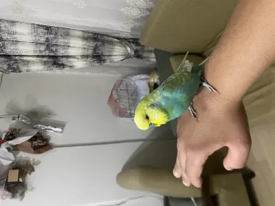 Full Evcil Konuşan Muhabbet Kuşu Paşa