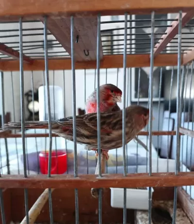 Takım Kırmızı Phao Agat Kanarya