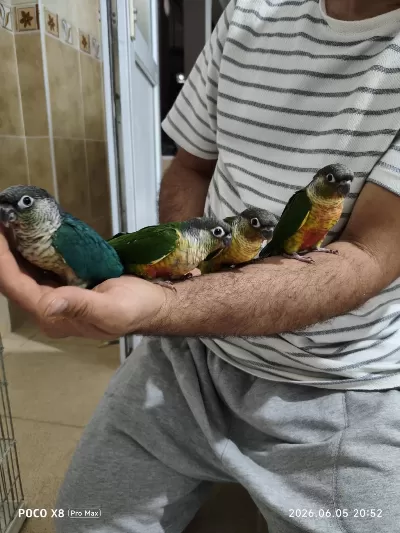 Bebek Konur Papağanı