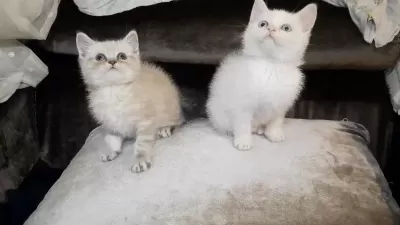 British Shorthair Erkek Yavrular