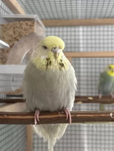Jumbo Muhabbet Kuşlarımız