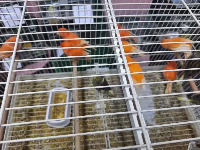 Harika Cins Kanaryalarımız