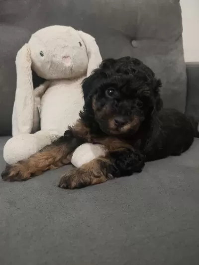 Sağlıklı Erkek Toy Poodle