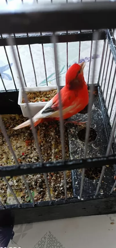 Erkek Bangir Bangir Oter Durumda Harleguin Kanarya