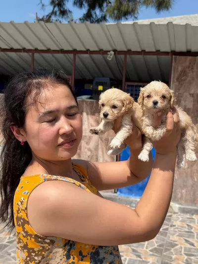 Maltipoo Köpeği Yavrularımız