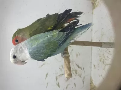 Üreticiden Çift Olarak Sevda Papağanı